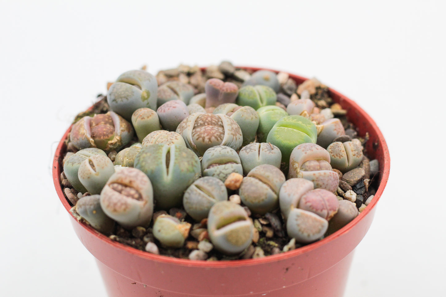 Lithops salicola
