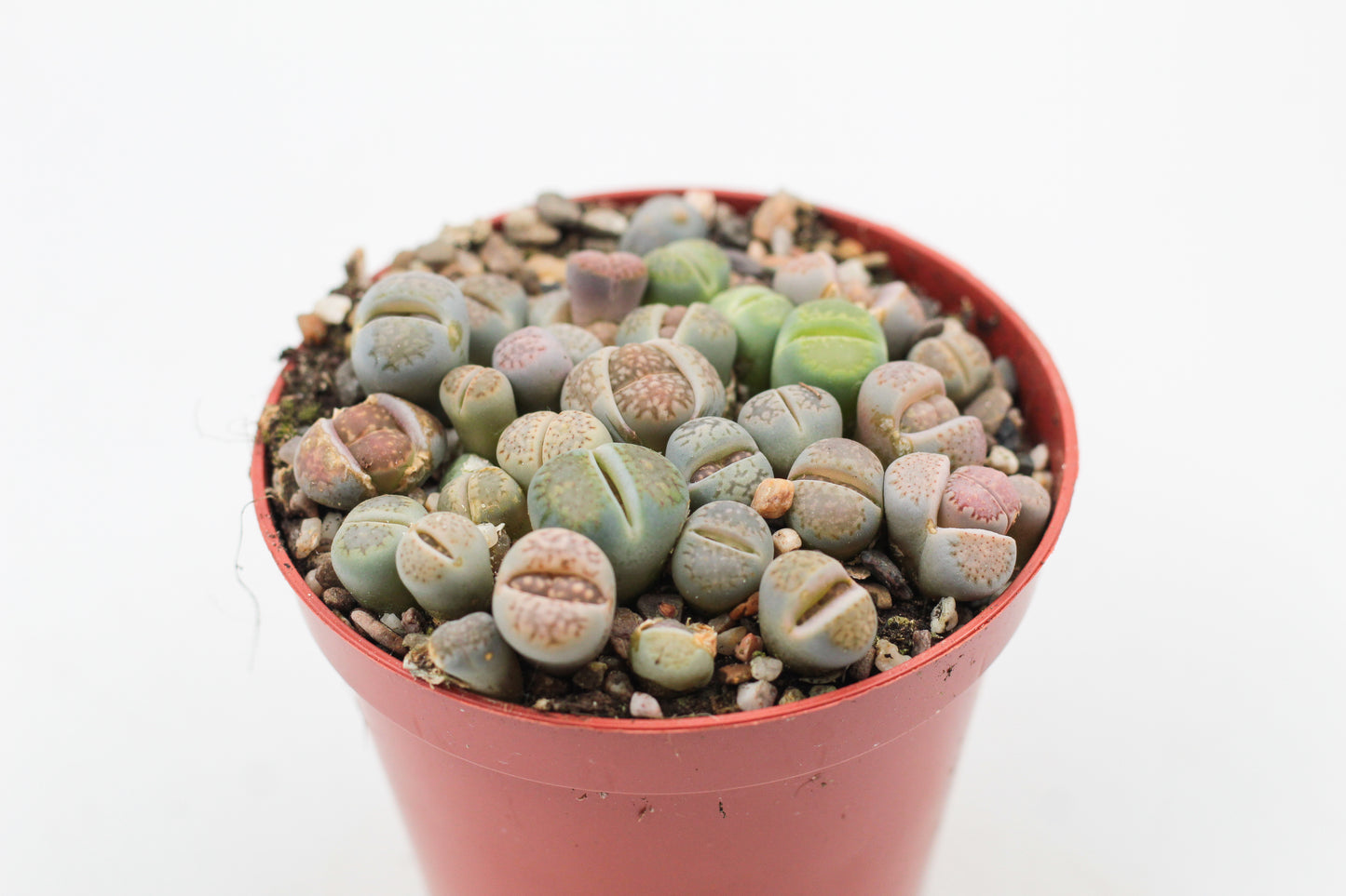 Lithops salicola