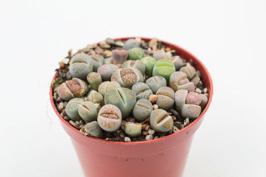 Lithops salicola
