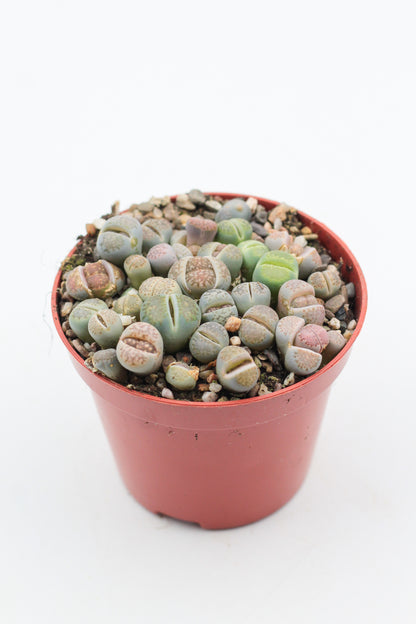 Lithops salicola