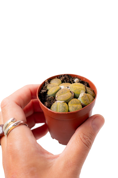 Lithops aucampiae C395 cv. Jackson’s Jade