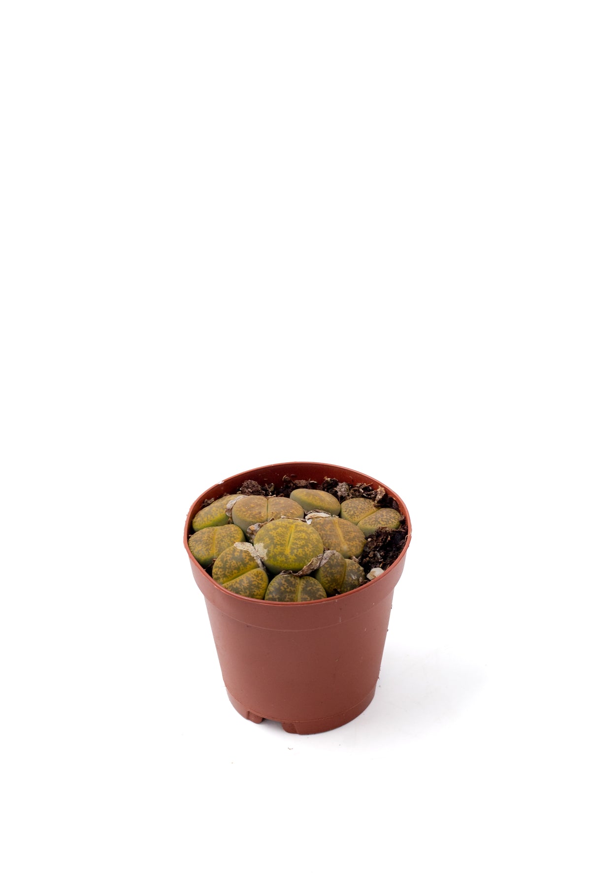 Lithops aucampiae C395 cv. Jackson’s Jade