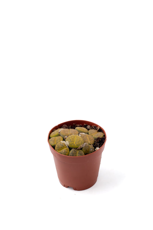 Lithops aucampiae C395 cv. Jackson’s Jade