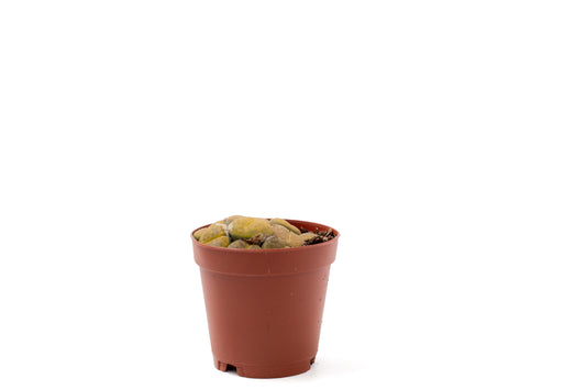 Lithops aucampiae C395 cv. Jackson’s Jade