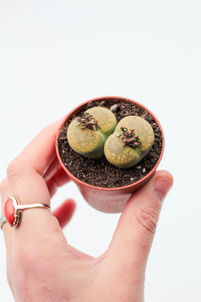 Lithops aucampiae C395 cv. Jackson’s Jade