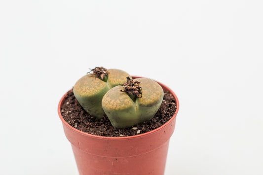 Lithops aucampiae C395 cv. Jackson’s Jade