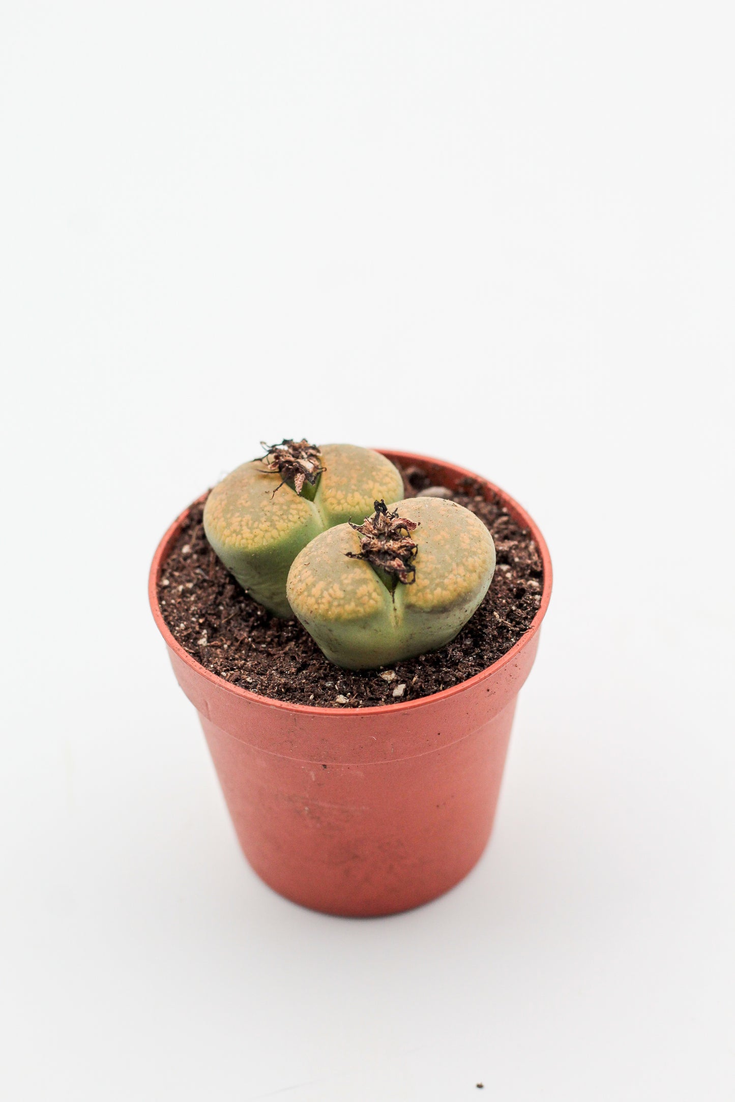 Lithops aucampiae C395 cv. Jackson’s Jade