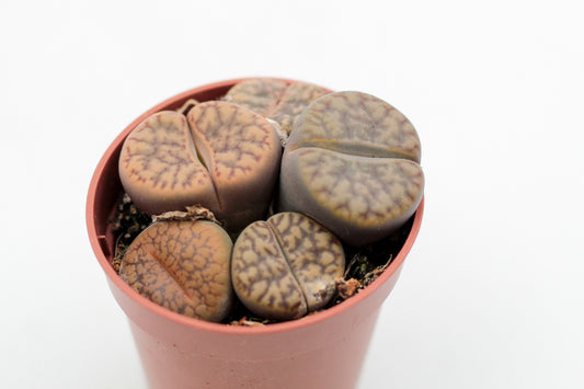 Lithops bromfieldii
