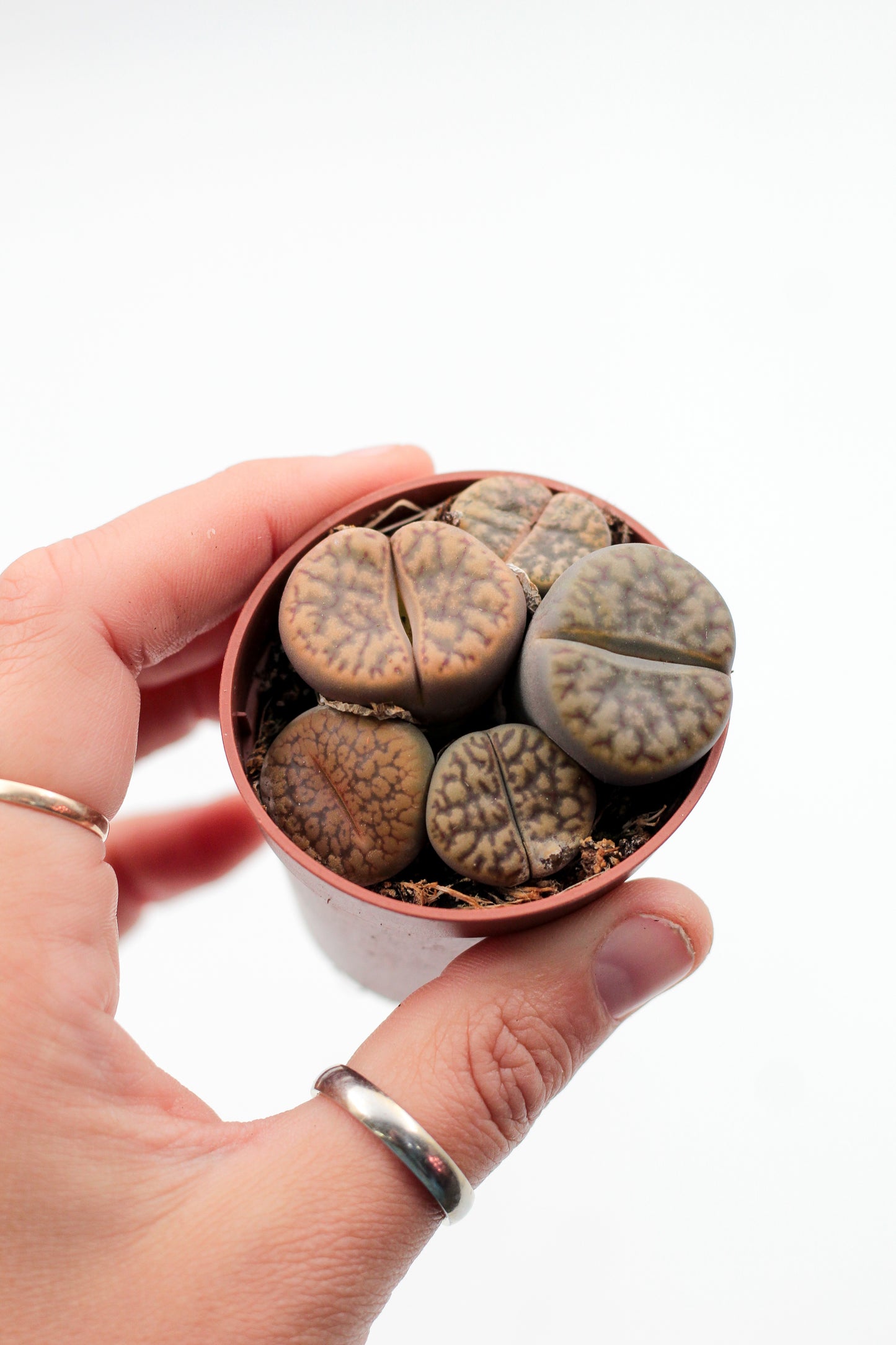 Lithops bromfieldii