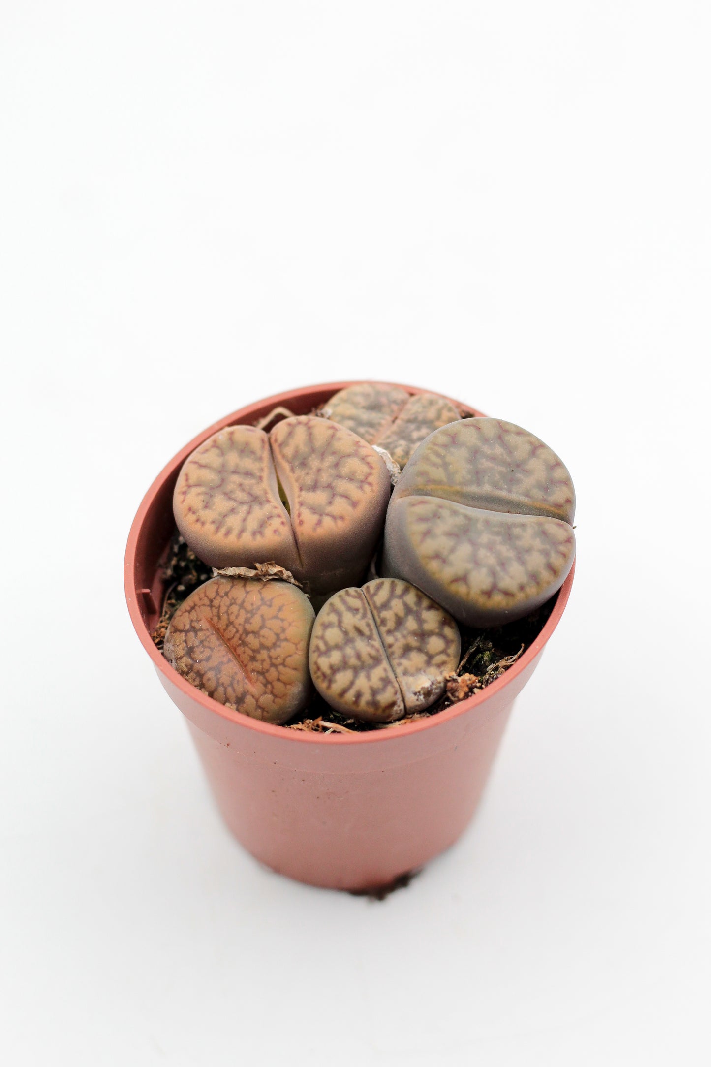 Lithops bromfieldii