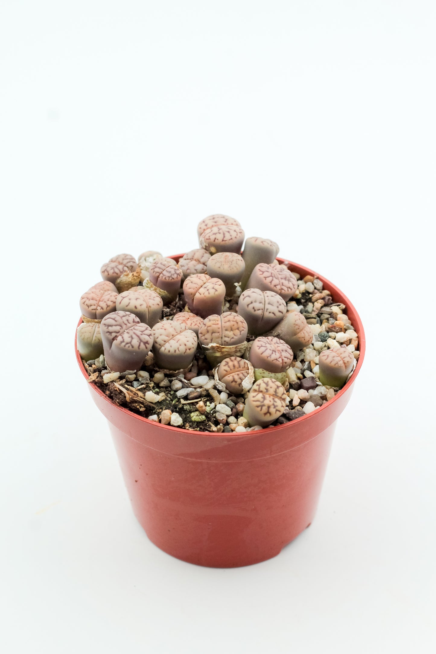Lithops bromfieldii var. mennellii