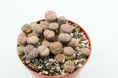 Lithops bromfieldii var. mennellii