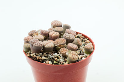 Lithops bromfieldii var. mennellii