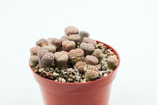 Lithops bromfieldii var. mennellii