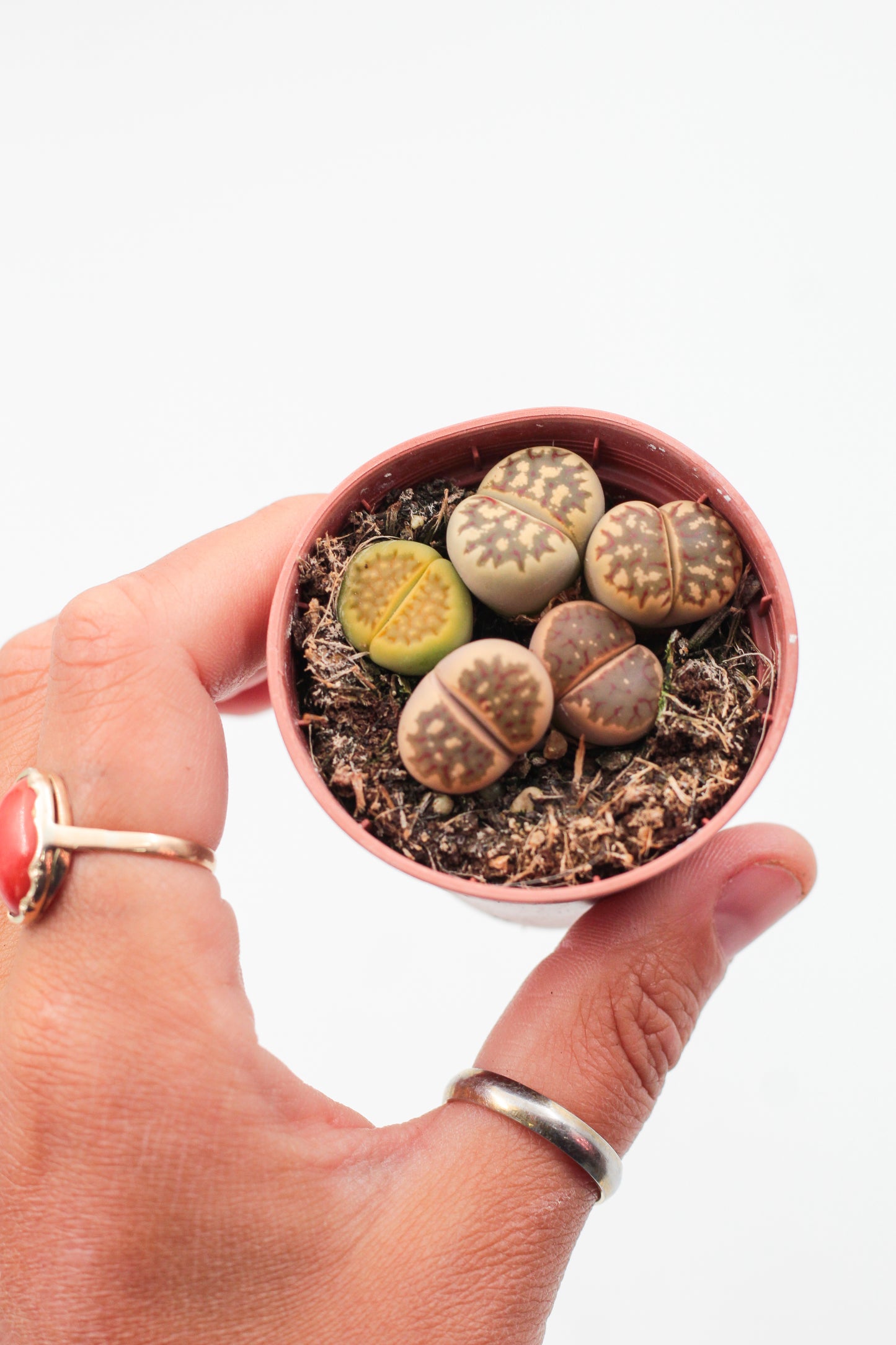 Lithops dorotheae