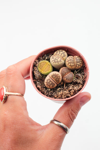 Lithops dorotheae