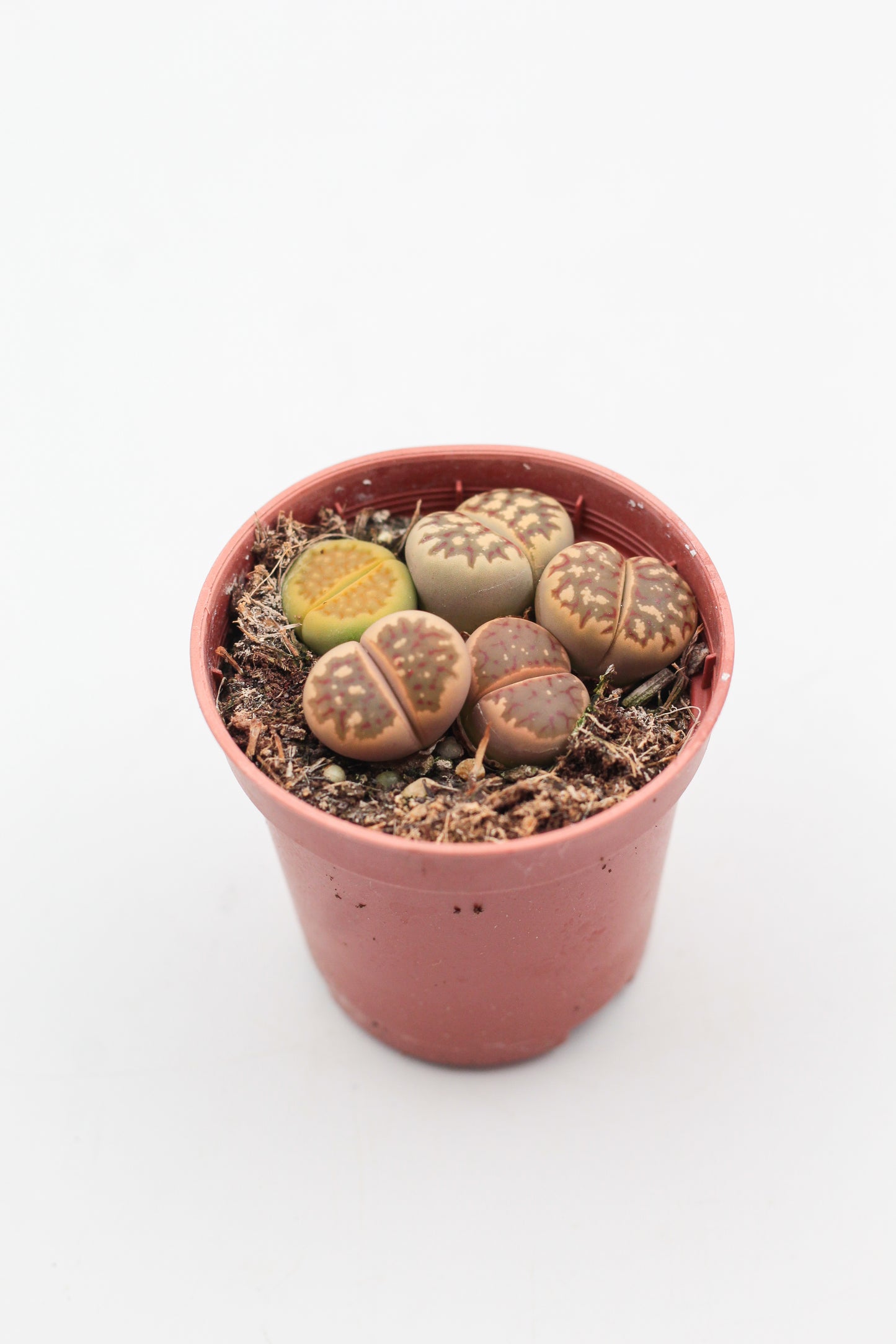 Lithops dorotheae