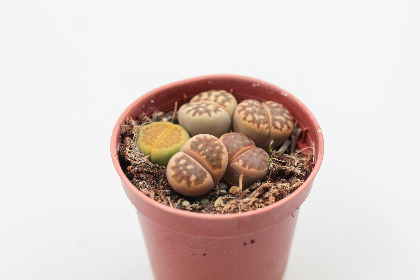 Lithops dorotheae