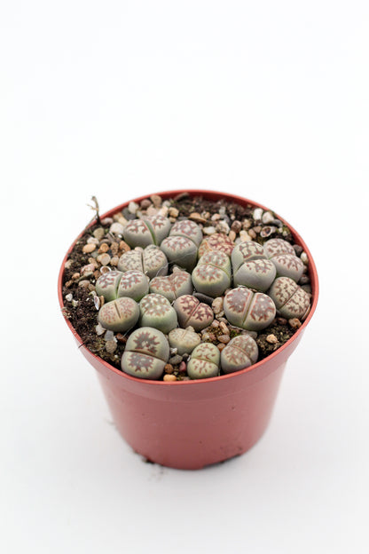 Lithops dorotheae C300