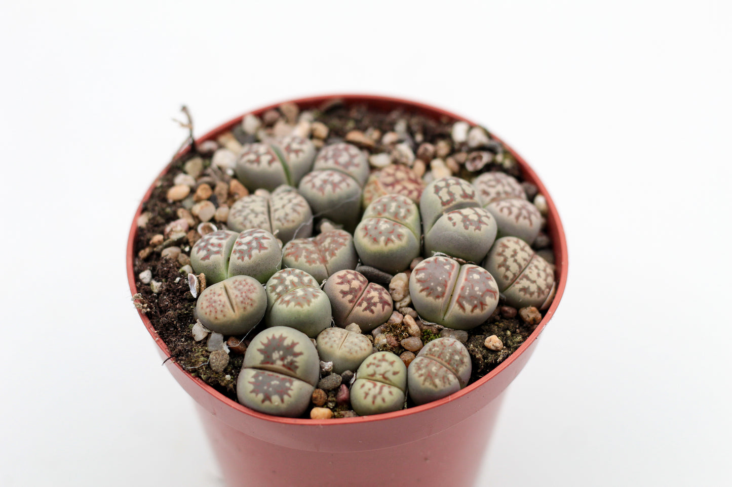 Lithops dorotheae C300
