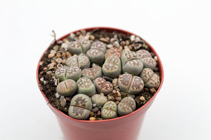 Lithops dorotheae C300