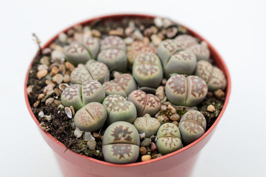 Lithops dorotheae C300