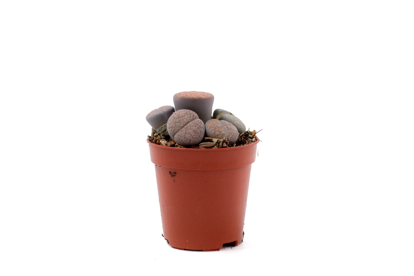 Lithops fulviceps