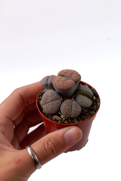 Lithops fulviceps