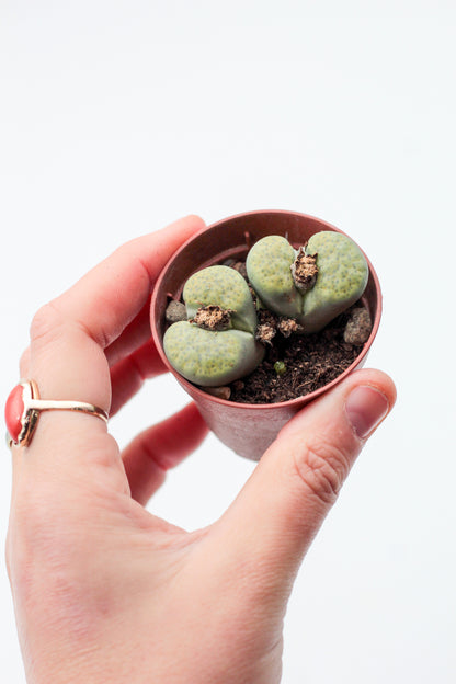 Lithops fulviceps v. fulviceps 'Aurea'