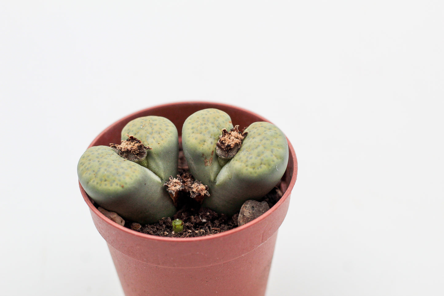 Lithops fulviceps v. fulviceps 'Aurea'
