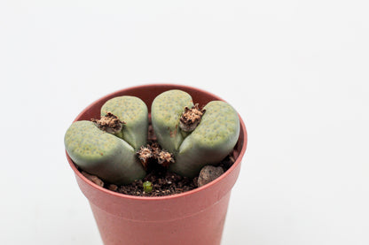 Lithops fulviceps v. fulviceps 'Aurea'