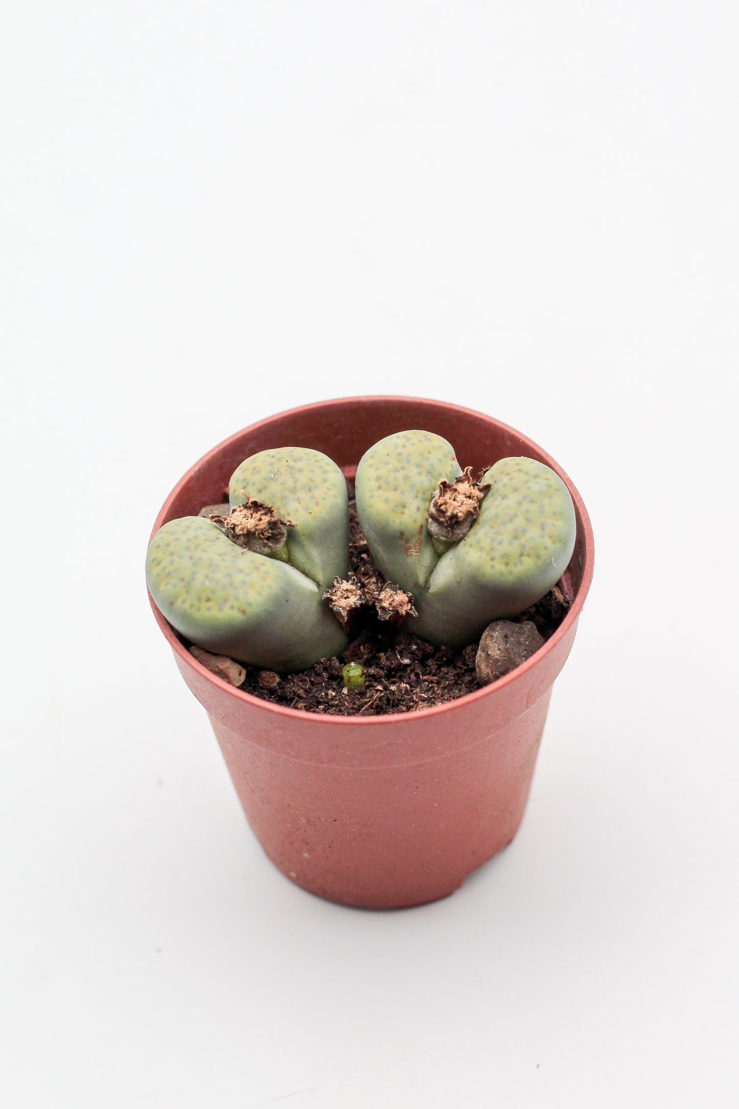 Lithops fulviceps v. fulviceps 'Aurea'