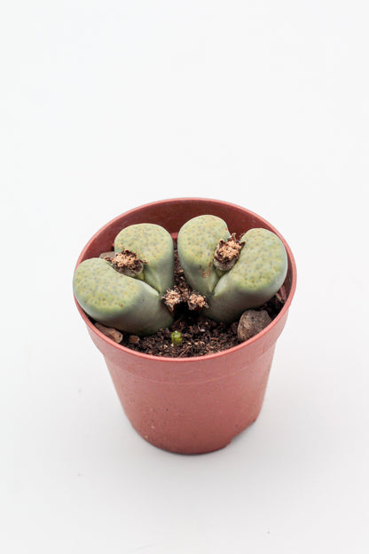 Lithops fulviceps v. fulviceps 'Aurea'