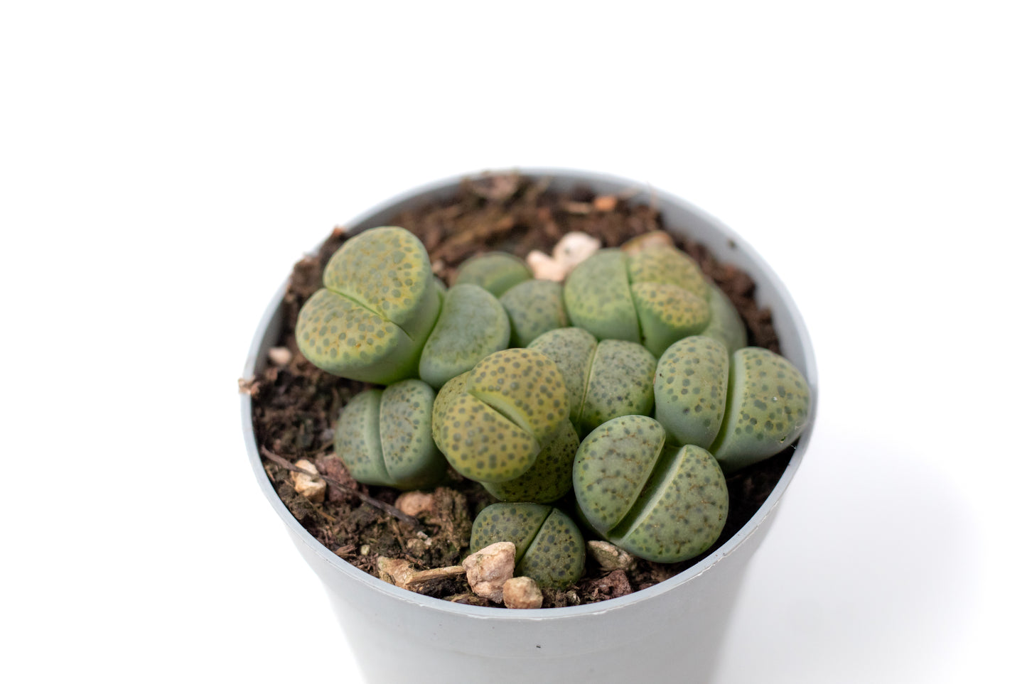 Lithops fulviceps v. fulviceps 'Aurea' 