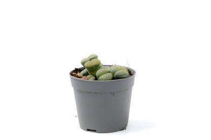 Lithops fulviceps v. fulviceps 'Aurea' 