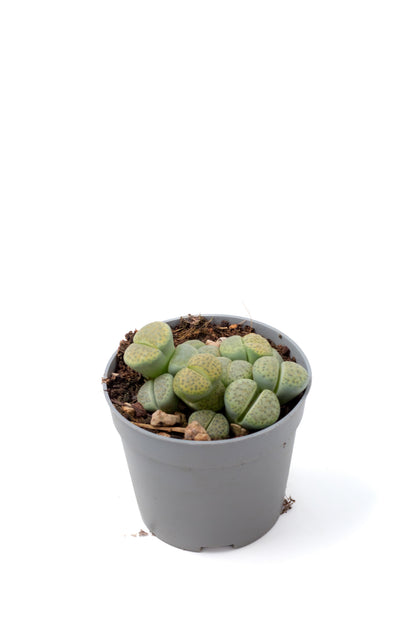 Lithops fulviceps v. fulviceps 'Aurea' 