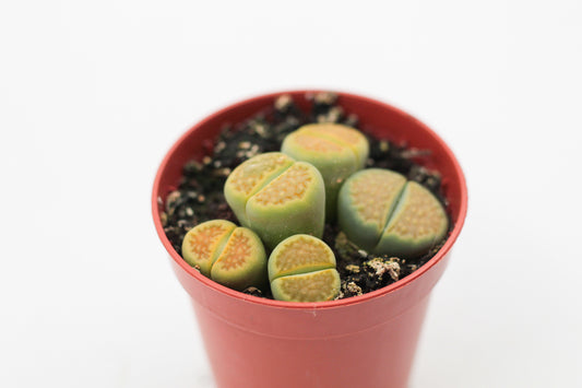 Lithops hallii Greensoap stone