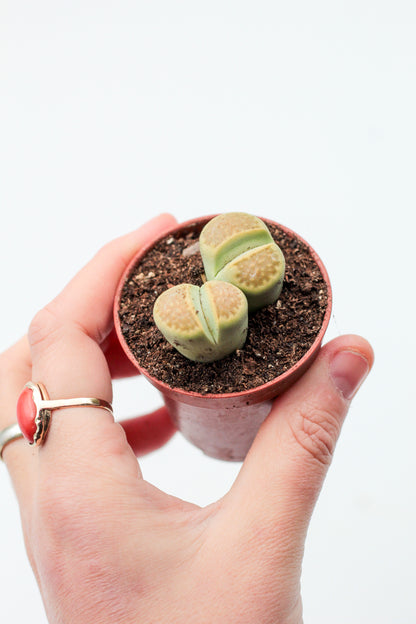 Lithops hallii Greensoap stone