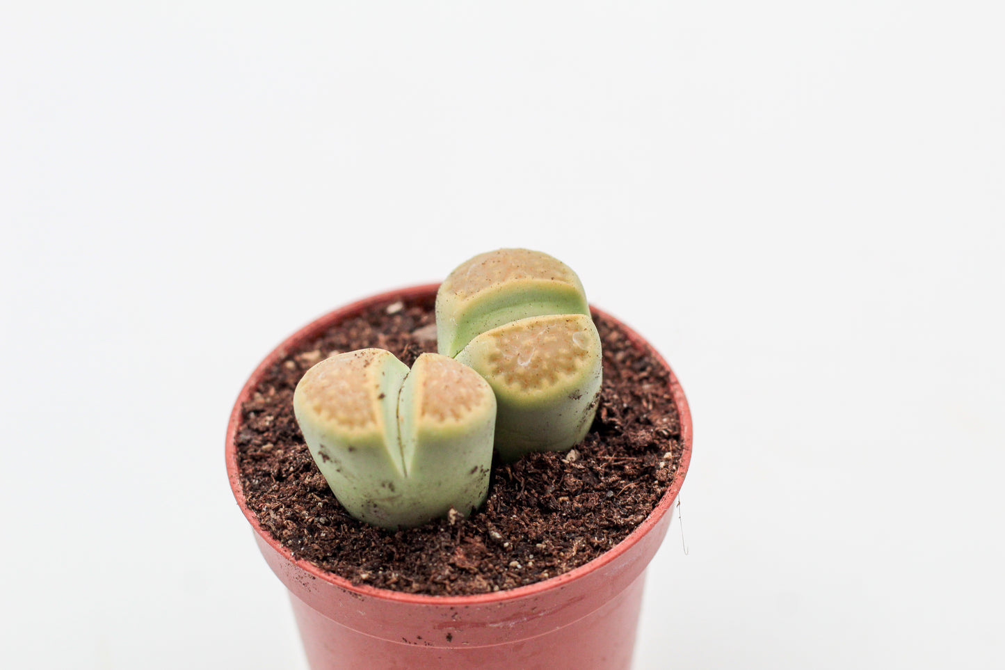 Lithops hallii Greensoap stone