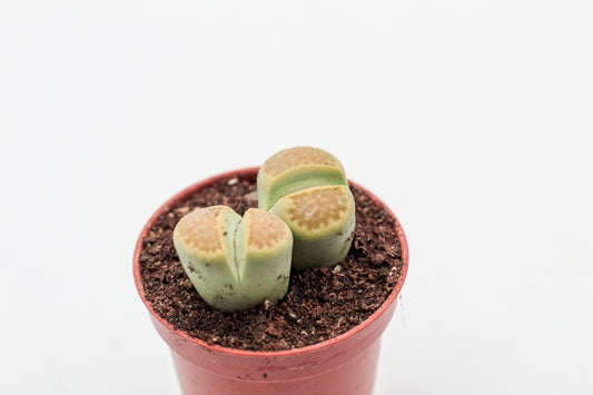 Lithops hallii Greensoap stone