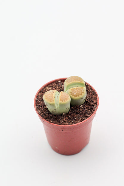 Lithops hallii Greensoap stone