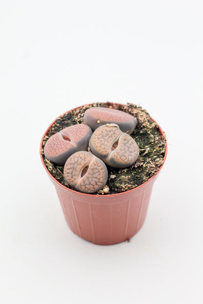 Lithops hookeri