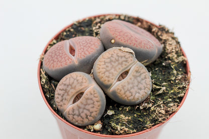 Lithops hookeri