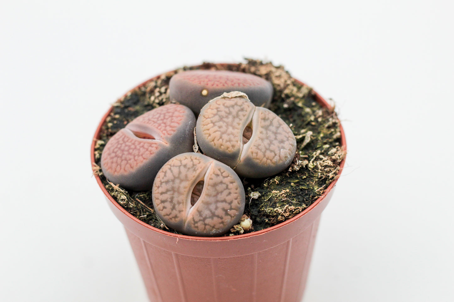 Lithops hookeri