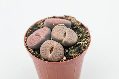 Lithops hookeri