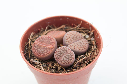 Lithops Hookeri