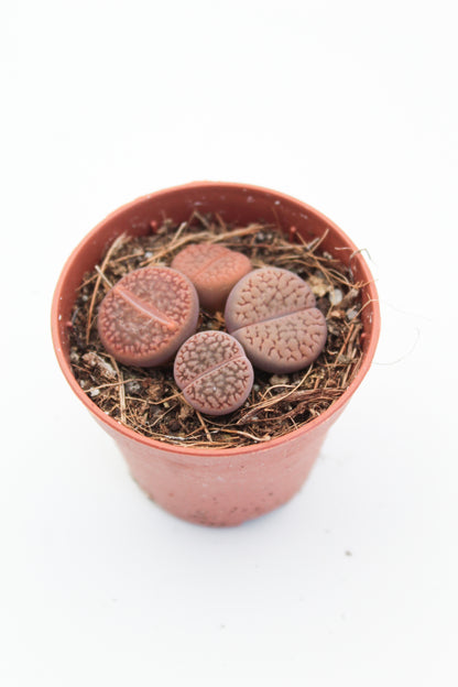 Lithops Hookeri