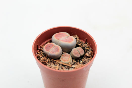 Lithops karasmontana Lateritia " red tops "