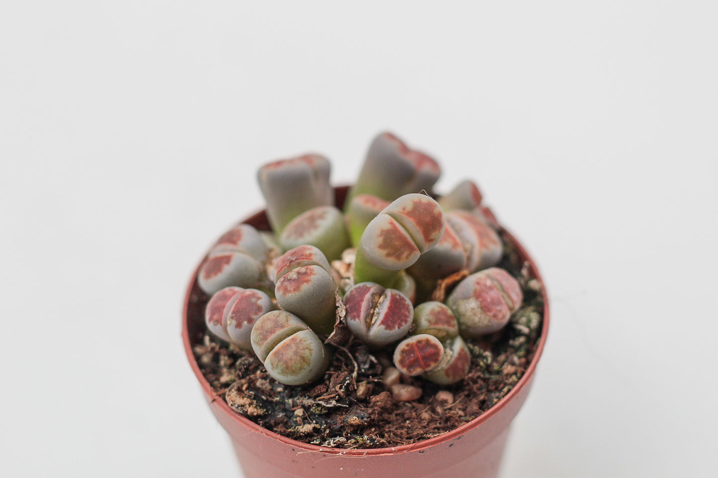 Lithops karasmontana Lateritia "red tops"