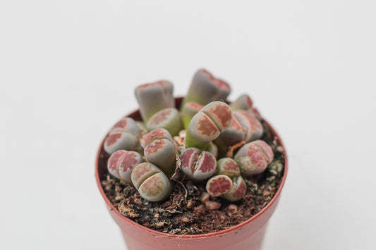 Lithops karasmontana Lateritia " red tops "